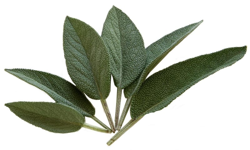Sage Herb